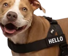 🎁 Personnalisation offerte avec le prénom de votre chien
